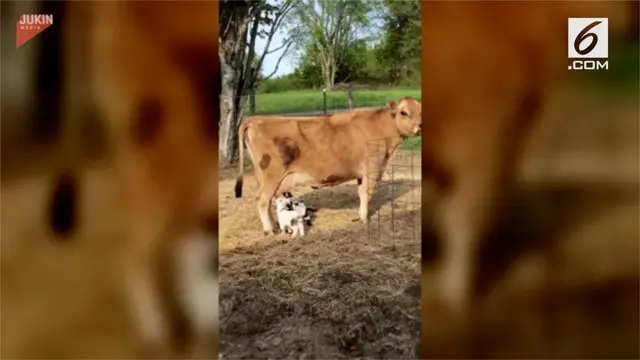 Pemandangan tak biasa terjadi di peternakan di Maine, Amerika Serikat. Jika biasanya sapi akan menyusui anak yang sejenis dengannya, berbeda dengan sapi perah ini. Ia mengizinkan dua ekor anak kambing menyusu padanya.