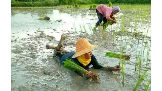 6 Aksi Kocak Emak-Emak saat di Sawah Ini Bikin Elus Dada