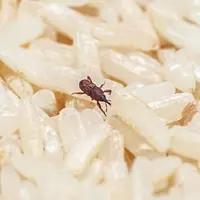 Ilustrasi kutu beras. (Foto: Freepik)