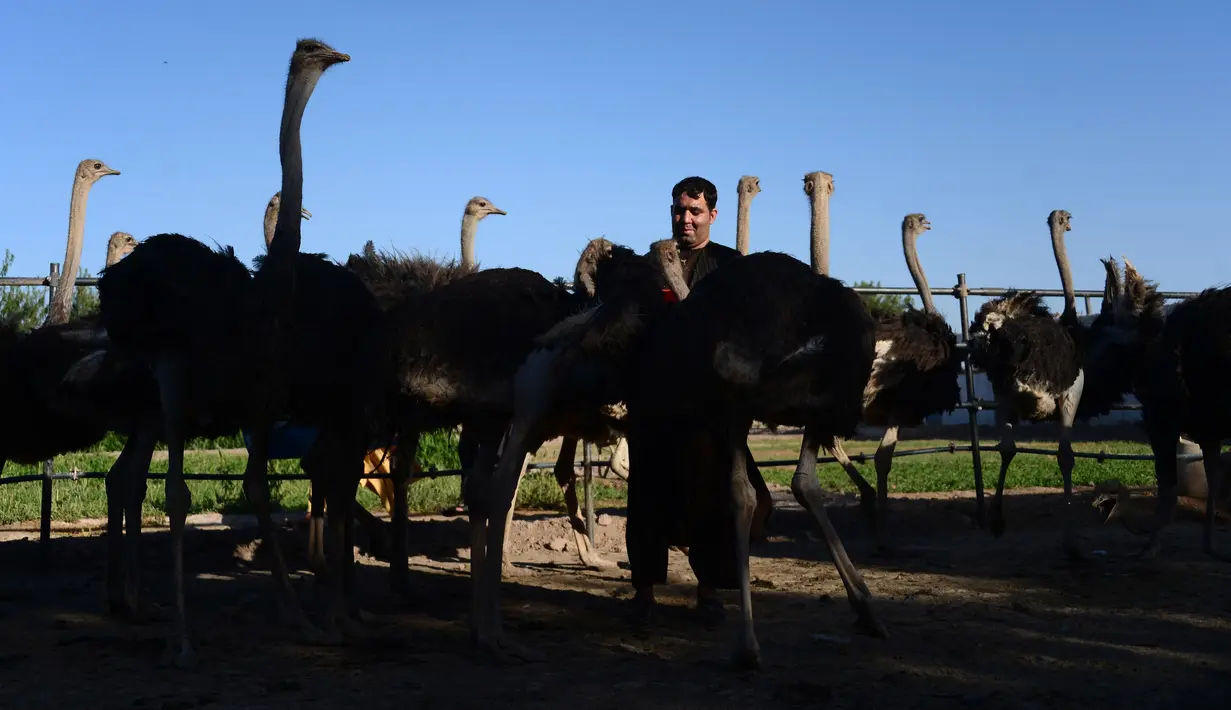 Seorang peternak memberi makanan burung unta di sebuah peternakan di pinggiran Herat, Afghanistan (15/8).  (AFP Photo/Hoshang Hashimi)