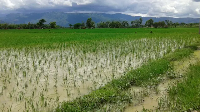 Banjir Bandang Sehari, Situbondo Rugi Lebih dari Rp 6,4 Miliar
