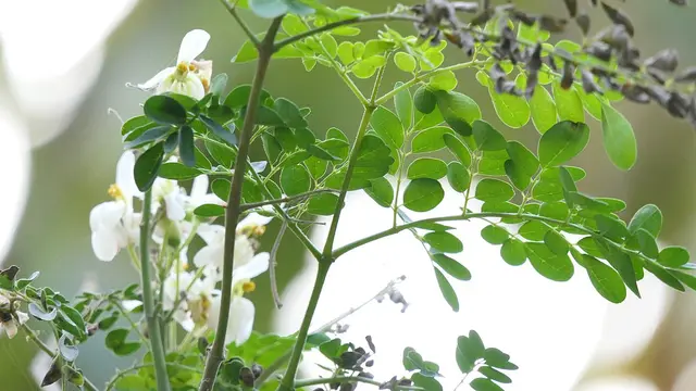 Daun kelor.  (Wikimedia Commons)