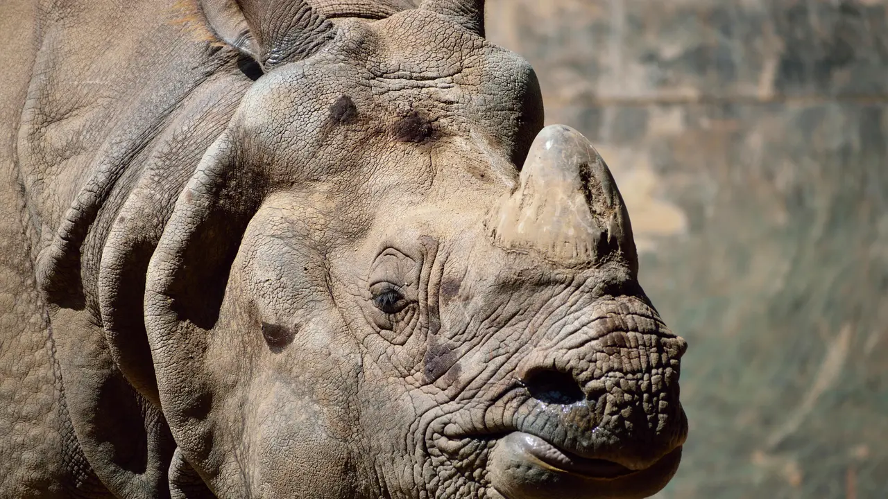 Cula Badak di Afrika Selatan Ditanami Radioisotop