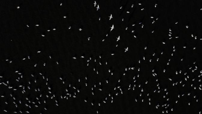 Pelikan putih, salah satu burung terbesar dari Kanada dan Amerika Serikat, terlihat terbang di atas pantai laguna Chapala di Cojumatlan, Meksiko pada 28 Januari 2020. Pelikan putih melakukan perjalanan ribuan kilometer bermigrasi dari suhu rendah Amerika Utara. (Photo by ULISES RUIZ / AFP)