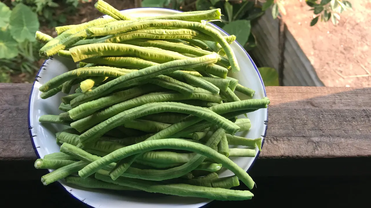 kacang panjang