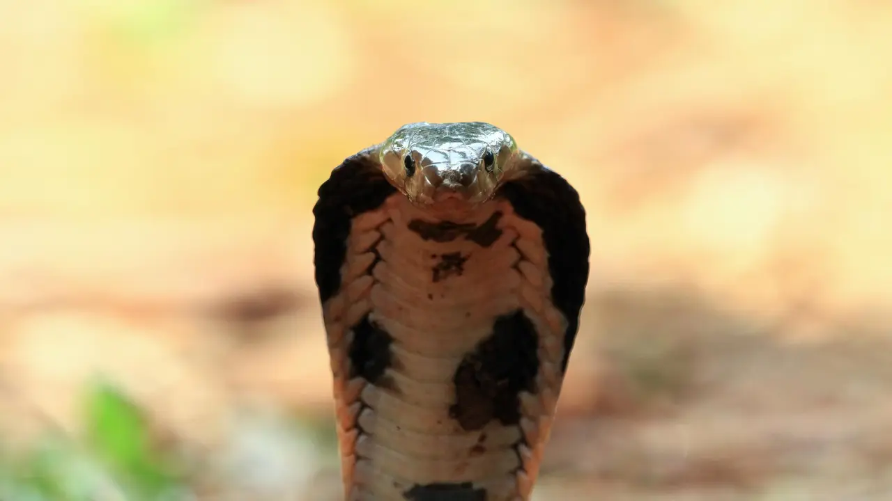 Ular King Cobra yang dikenal sangat berbisa. (Freepik/kuritafsheen77)