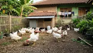 6 Tips Merawat Ayam Broiler agar Cepat Besar dan Sehat, Pertumbuhan Lebih Optimal