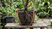 Cara Memilih Pot yang Tidak Membuat Akar Kepanasan, Cegah Tanaman Layu saat Kemarau