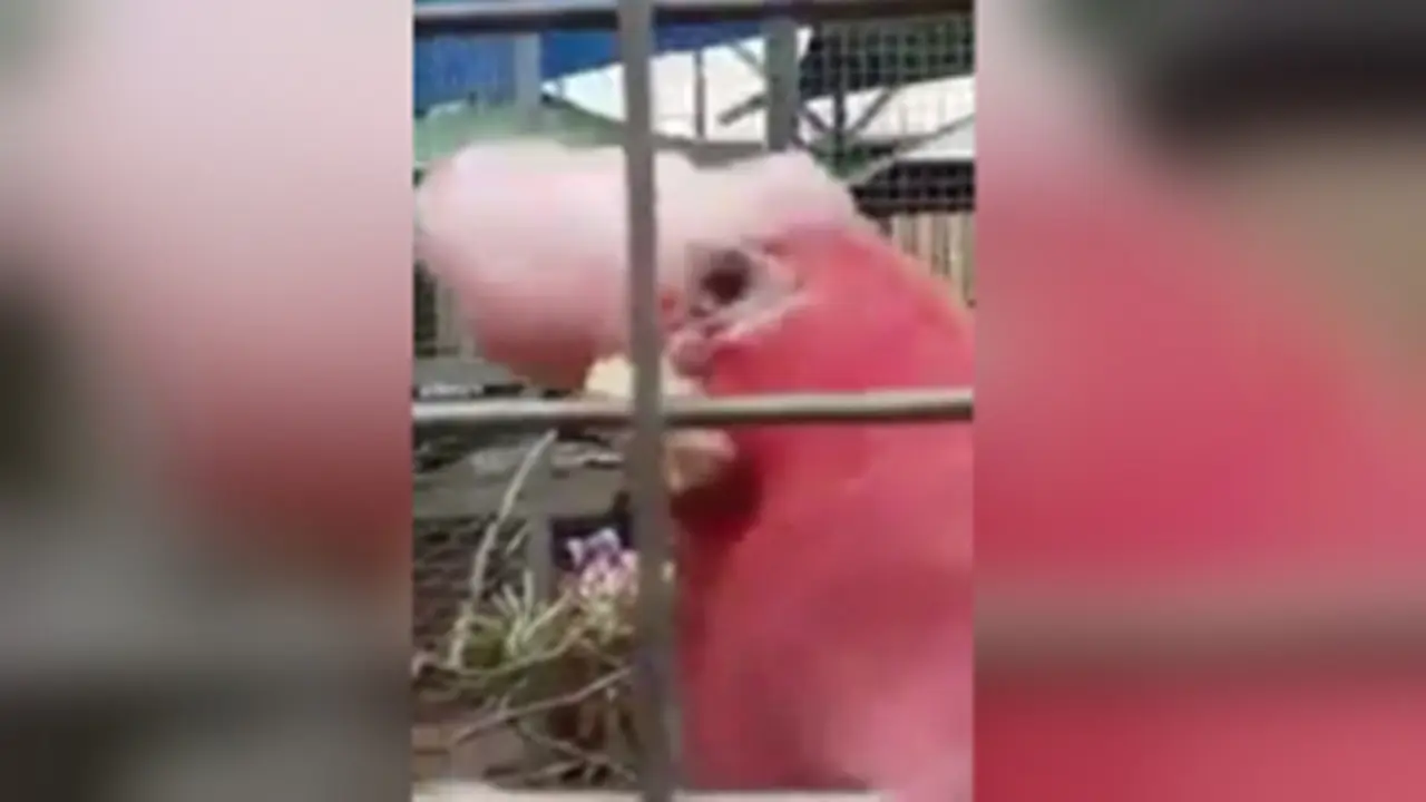 Rekaman Burung Kakaktua 'Tertawa' Geli