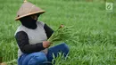 Petani memanen sayur kangkung yang ditanamnya di lahan garapan Banjir Kanal Timur, Cakung, Jakarta, Rabu (15/5/2019). Petani sering memanfaatkan lahan kosong dengan menanam beberapa jenis sayuran seperti kangkung yang dijual sekitar Rp 7.000 per 10 ikat. (merdeka.com/Imam Buhori)