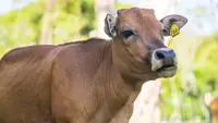Ilustrasi sapi, kurban, Iduladha. (Photo by Jimmy Chan on Pexels)