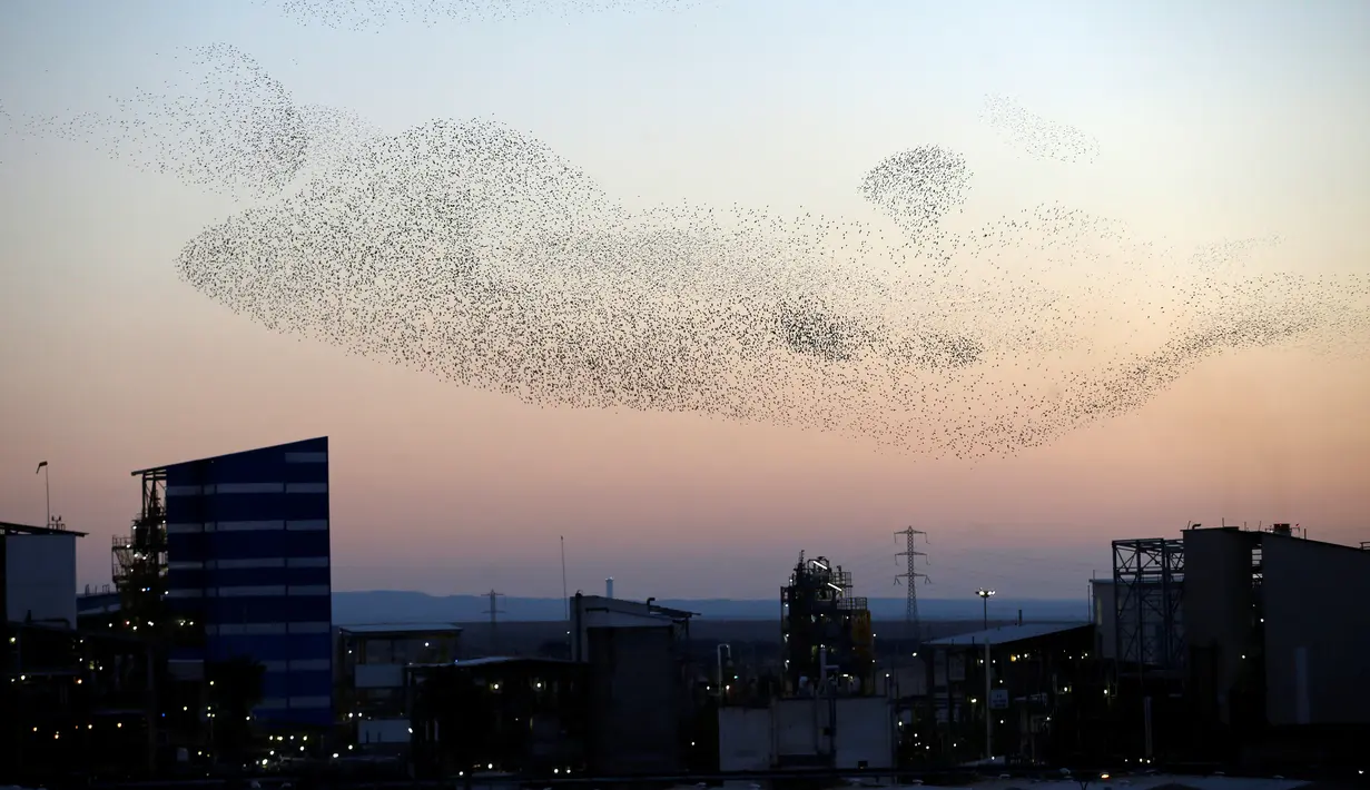Sekelompok burung jalak bermigrasi di atas gedung kota Beer Sheva, Israel selatan 26 Desember 2016. Fenomena ini disebut 'murmuration' yang berlangsung saat musim dingin. (REUTERS/Baz Ratner)