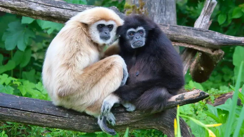 Kera jenis Gibbon. (Wikipedia)