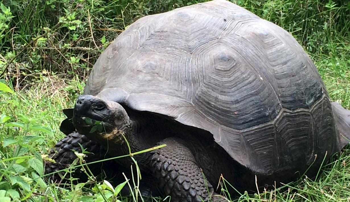 Kura-kura berukuran raksasa ditemukan di Pulau Santa Cruz, Kepulauan Galapagos, 21 Oktober 2015. Kura-kura yang bisa hidup lebih dari 100 tahun itu diketahui memiliki tempurung yang lebih padat ketimbang spesies lainnya. (REUTERS/Galapagos National Park)