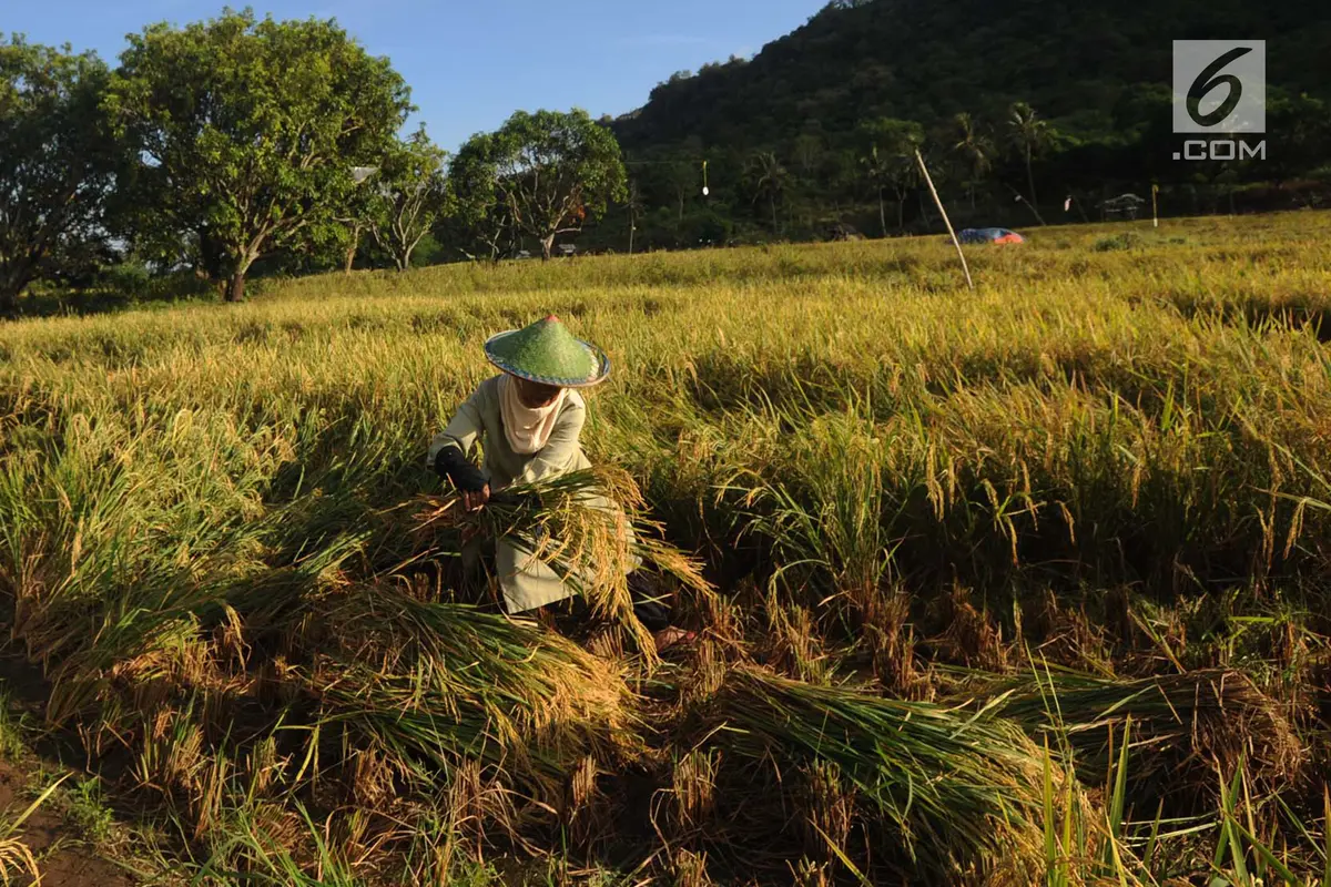 Harga Gabah Kering Turun