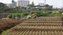 Warga menyiram sayur mayur yang ditanam di bantaran Kanal Banjir Barat, Jakarta, Jumat (5/10). Selain dijual ke pasar, sayur mayur tersebut juga untuk konsumsi sehari-hari. (Liputan6.com/Immanuel Antonius)