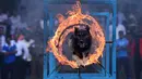 Seekor anjing melompati lingkaran api saat demonstrasi perayaan ulang tahun polisi Sri Lanka ke-151 di Kolombo (7/9). (AFP Photo/Lakruwan Wanniarachchi)