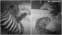Detik-detik Harimau Sumatera Melahirkan 2 Bayi