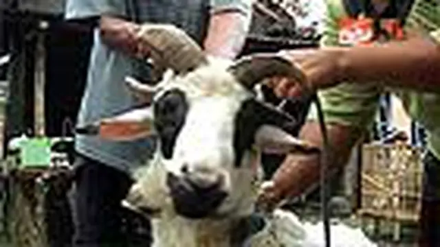 Ada Kambing Unik Bertanduk Empat