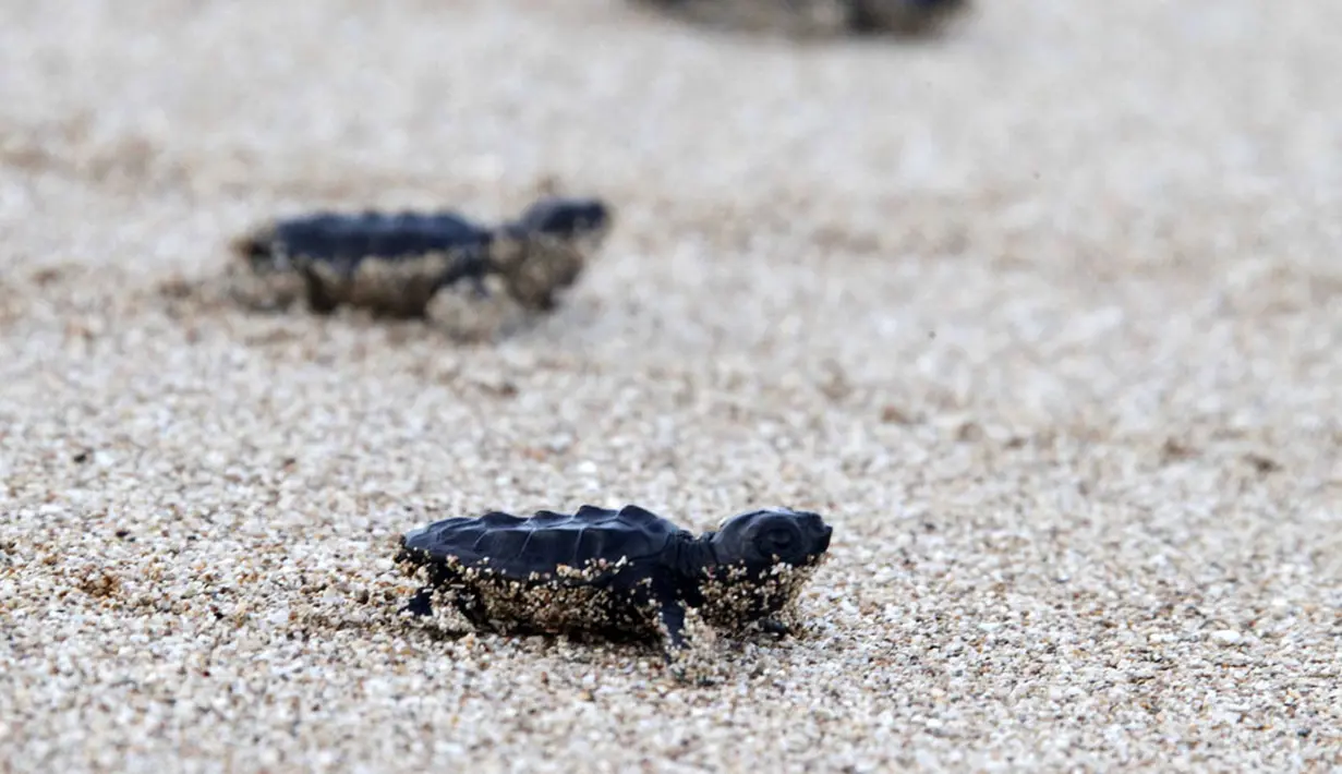 Beberapa bayi penyu merangkak kembali ke habitat aslinya usai dilepaskan di El-Mansouri dekat Tyre, Libanon Selatan, (28/8/2014). (REUTERS/Ali Hashisho)