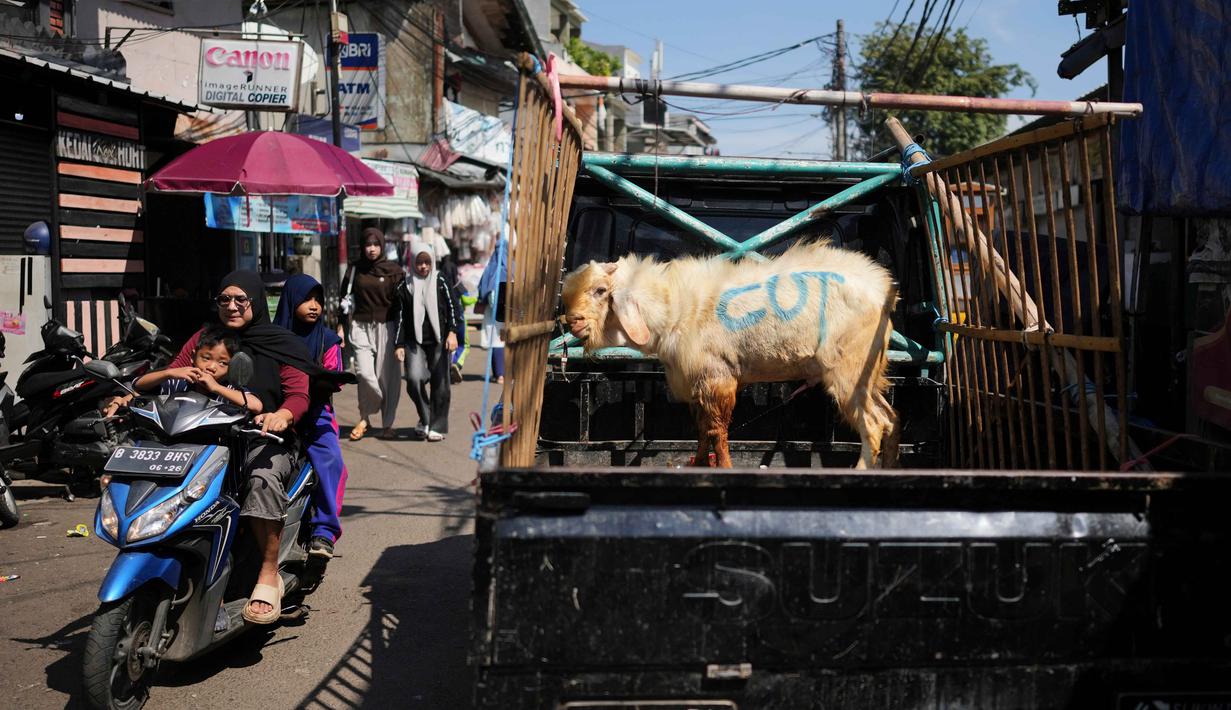 Seorang wanita mengendarai skuter sementara seekor kambing diangkut dengan cara diikat di belakang truk menjelang Hari Raya Idul Adha 1447 Hijriah di Jakarta, Selasa 26 Mei 2026. (AP Photo/Dita Alangkara)