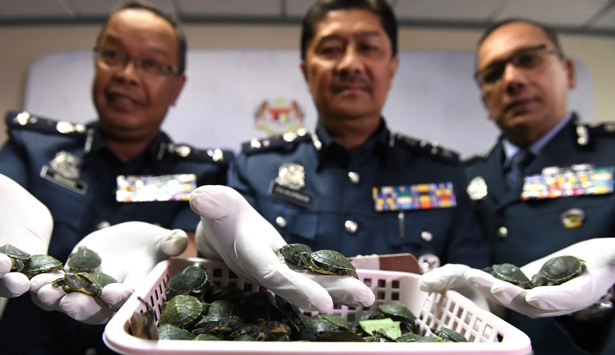 Pejabat Bea Cukai menunjukkan kura-kura telinga merah dalam konferensi pers di gedung Kepabeanan, Sepang, Rabu (26/6/2019). Otoritas Malaysia menyita lebih dari 5.000 bayi kura-kura yang ditemukan dalam koper di Bandara Kuala Lumpur untuk dijual sebagai hewan peliharaan di India. (Mohd RASFAN/AFP)