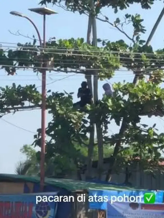 8 Potret Nyeleneh Orang di Atas Pohon, Ada yang Nyanyi Hingga Pacaran