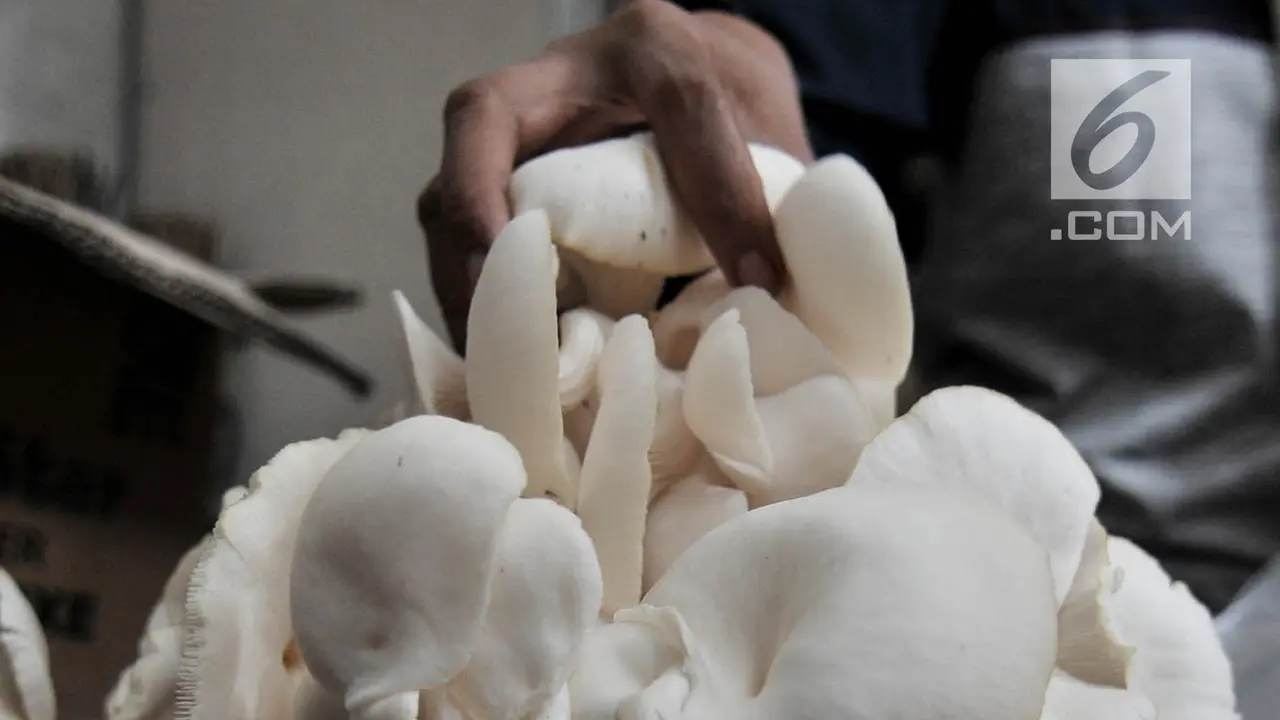 Budidaya Jamur Tiram