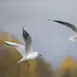 Kawanan burung yang bermigrasi terbang di atas sebuah sungai di Tonekabon, Iran utara, pada 30 November 2020. (Xinhua/Ahmad Halabisaz)
