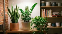9 Tanaman Hias yang Cocok untuk Kamar Tanpa Jendela, Tingkatkan Kualitas Udara
