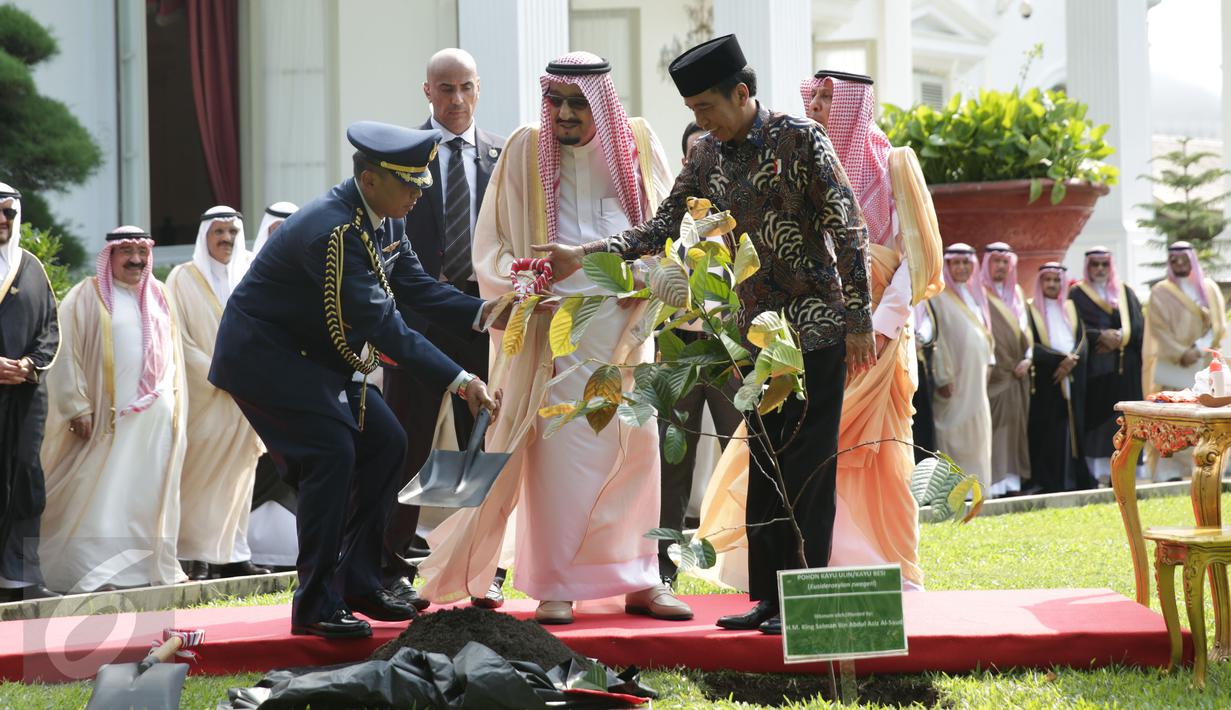 Raja Arab Saudi Salman bin Abdulaziz Al Saud didampingi oleh Presiden Joko Widodo saat menanam Pohon Ulin di halaman tengah Istana Merdeka, Jakarta, Kamis (2/3). (Liputan6.com/Angga Yuniar)