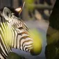 Seekor zebra terlihat di Kebun Binatang Warsawa di Warsawa, Polandia (16/4/2020). Kebun binatang tersebut berada di bawah tekanan keuangan setelah pemerintah memutuskan untuk menutup semua tempat hiburan, restoran dan tempat umum lainnya guna mengendalikan penyebaran coronavirus. (Xinhua/Jaap Arrien
