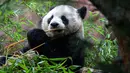 Kedua hewan di kebun binatang yang terletak di California tersebut adalah panda-panda pertama yang masuk ke Amerika Serikat dalam 21 tahun ini. (Sandy Huffaker / AFP)