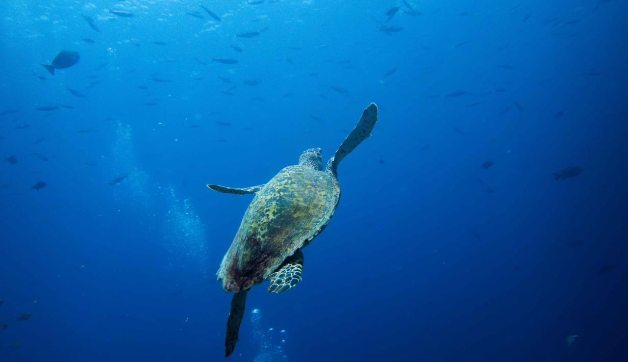 Isu ini menjadi perhatian nasional melalui tagar #SaveRajaAmpat. Tampak dalam foto, seekor penyu laut berenang di lokasi penyelaman Mayhem Ridge di Raja Ampat, Papua Barat Daya, Jumat, 6 Maret 2026. (AP Photo/Claudia Rosel)