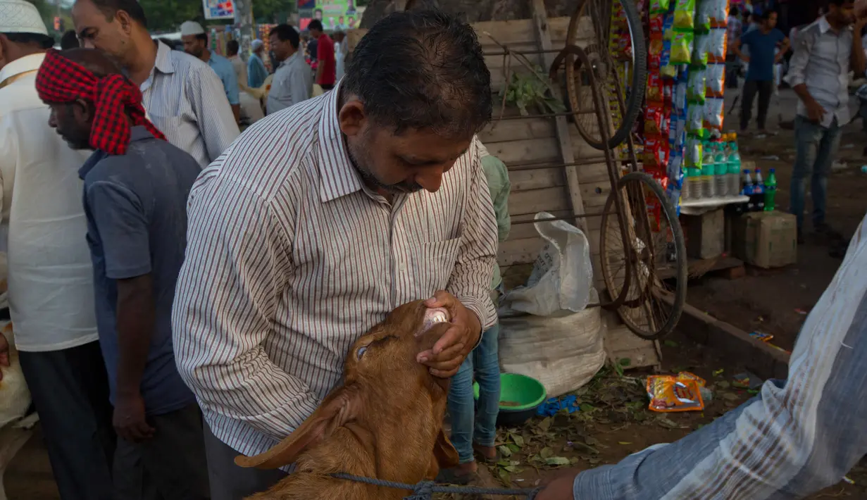 Seorang pembeli memeriksa gigi seekor kambing domba di sebuah pasar di New Delhi, India, (30/8). umat Muslim dari seluruh dunia sedang mempersiapkan menyambut Idul Adha 1438 H. (AP Photo / Manish Swarup)