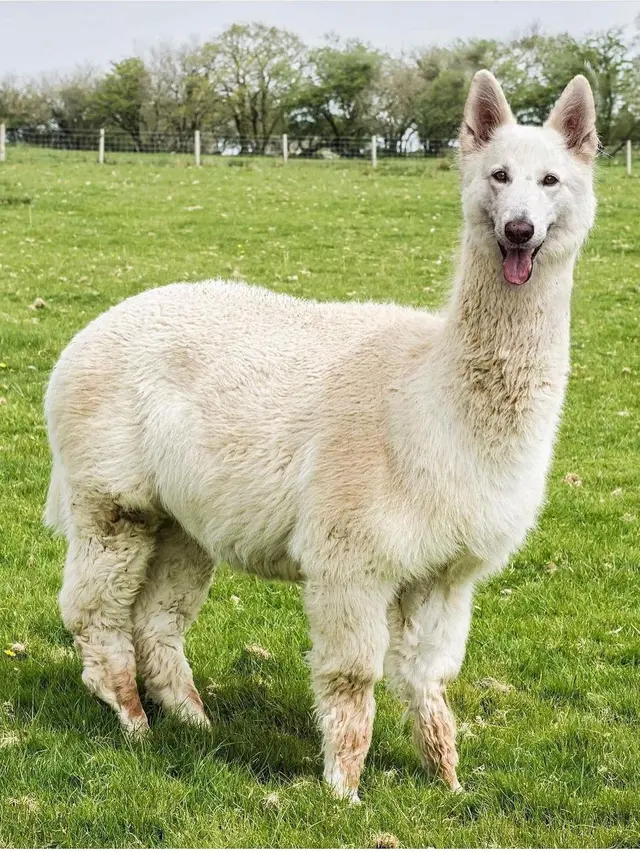 6 Editan Foto Hewan Berkepala Anjing Ini Absurd Banget, Bikin Ngakak