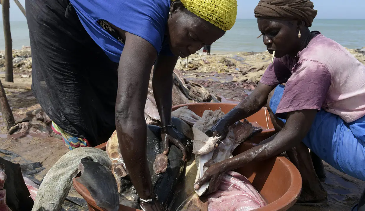 Nelayan perempuan membantu mencuci daging hiu yang telah dipotong, Pantai Mballing, Dakar, Senegal (1/4/2016). Daging hiu biasanya dikonsumsi, dijual di pasar lokal, hingga diekspor ke negara tetangga. (AFP Photo/Seyllou)