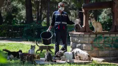 Seorang staf Kota Kadikoy merawat kawanan kucing liar di Istanbul, Turki, pada 18 April 2020. Bahar Cetinkaya dan timnya yang beranggotakan tiga orang menyusuri jalan di Istanbul dengan mobil membawa makanan kering untuk hewan seiring lockdown di kota tersebut akibat COVID-19. (Xinhua/Yasin Akgul)
