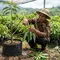7 Tanda Pohon Alpukat Siap Dipangkas Agar Cepat Berbuah, Teknik Tepat Buah Lebat