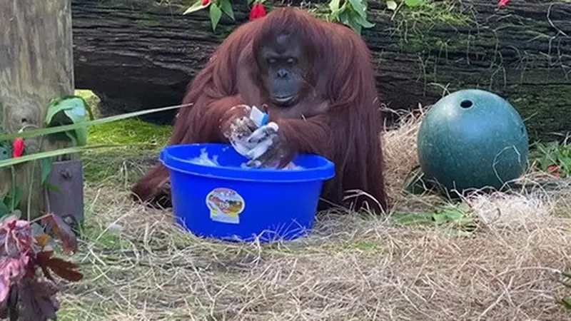 viral video orangutan cuci tangan