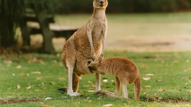 Kangaroos