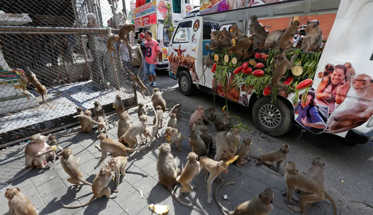 Sejumlah monyet berebut makan buah-buahan dan sayuran selama Festival Monkey Buffet, kawasan kuil Phra Prang Sam Yot, Bangkok, Thailand (27/11). Tradisi di Provinsi Lopburi digelar sejak tahun 1980. (REUTERS/Chaiwat Subprasom)