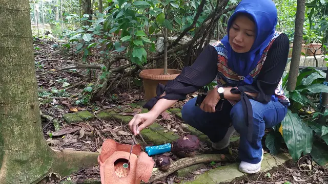 Rafflesia Patma mekar di Kebun Raya Bogor. (Liputan6.com/ Achmad Sudarno)