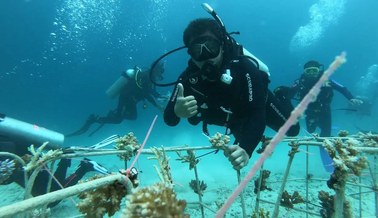 Penyelam melakukan transplantasi (pencangkokan) terumbu karang di Pulau Pangempa, Kepulauan Togean, Kamis (6/9). Kegiatan itu sebagai salah satu upaya turut melestarikan terumbu karang yang dikemas dalam ‘Tour de Terumbu’. (Liputan6.com/Pool/Pertamina)