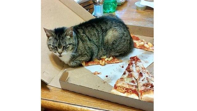6 Momen Apes saat Mau Makan Pizza Ini Bikin Nyesek