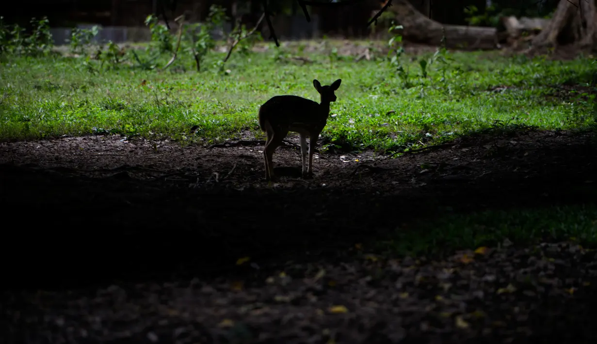 Rusa sumbu koleksi Taman Safari Gurun Putih Lestari di Jantho, Aceh Besar, Aceh, pada 27 Oktober 2019. Di taman safari pertama yang ada di Aceh ini terdapat ratusan spesies burung dan mamalia dari berbagai daerah di Indonesia maupun mancanegara. (CHAIDEER MAHYUDDIN / AFP)
