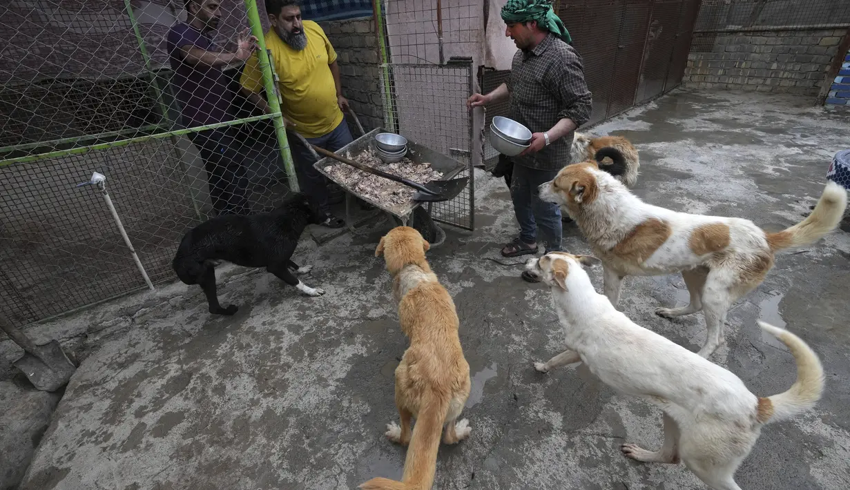 Kini, Tabatabaei mengenakan pakaian biasa saat merawat anjing-anjing dan membersihkan kandang mereka di Bamak Paradise, tempat penampungan yang ia dirikan dua tahun lalu. (AP Photo/Vahid Salemi)