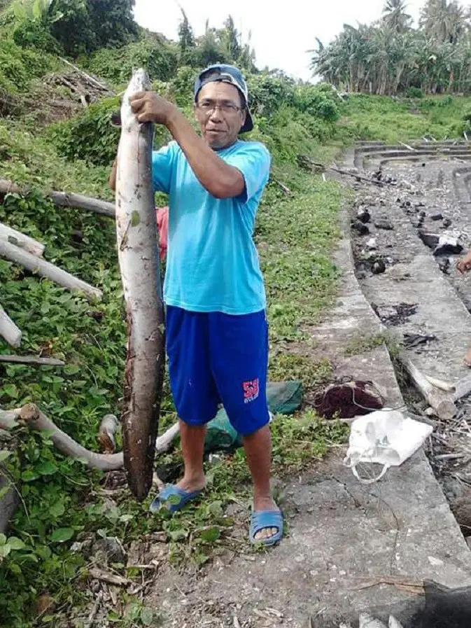 Ikan masapi yang masih dihormati sebagian anggota suku  Bugis (Liputan6.com / Eka Hakim)