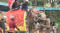 India Berduka Atas Kematian Indira, Gajah Tertua di Dunia