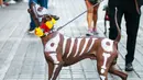Mereka meyakini, selama perayaan Hari Orang Mati atau Dia de Muertos, mereka dapat berkomunikasi dengan orang yang dicintai yang telah meninggal. Perayaan ini menjadi hari libur nasional di Meksiko. (Julio Cesar AGUILAR/AFP)